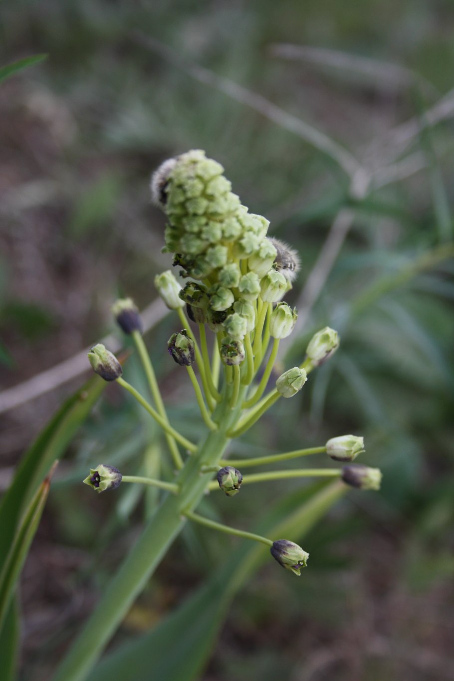 Bellevalia trifoliata