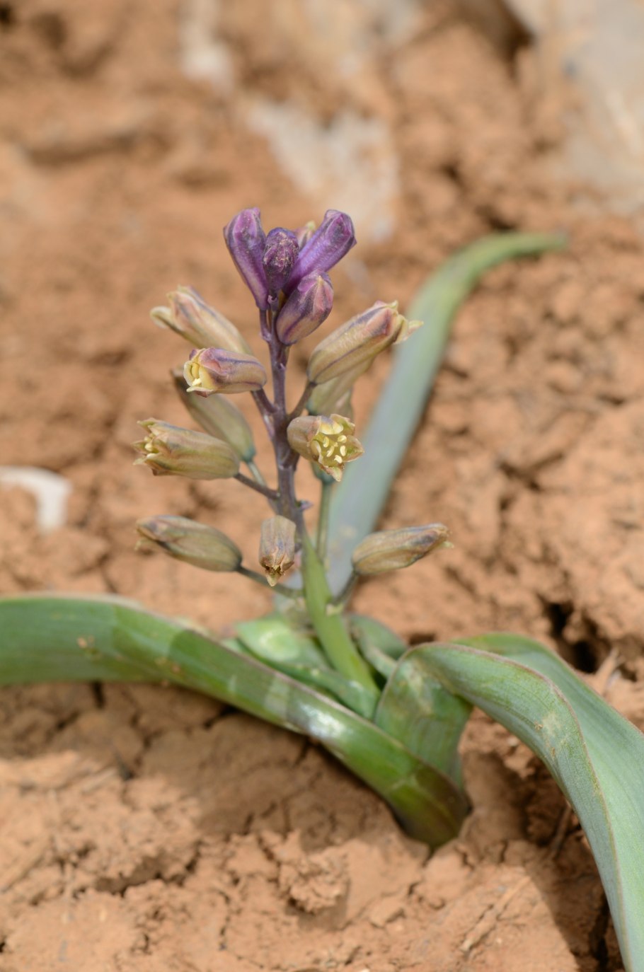 Бельвалия Сарматская