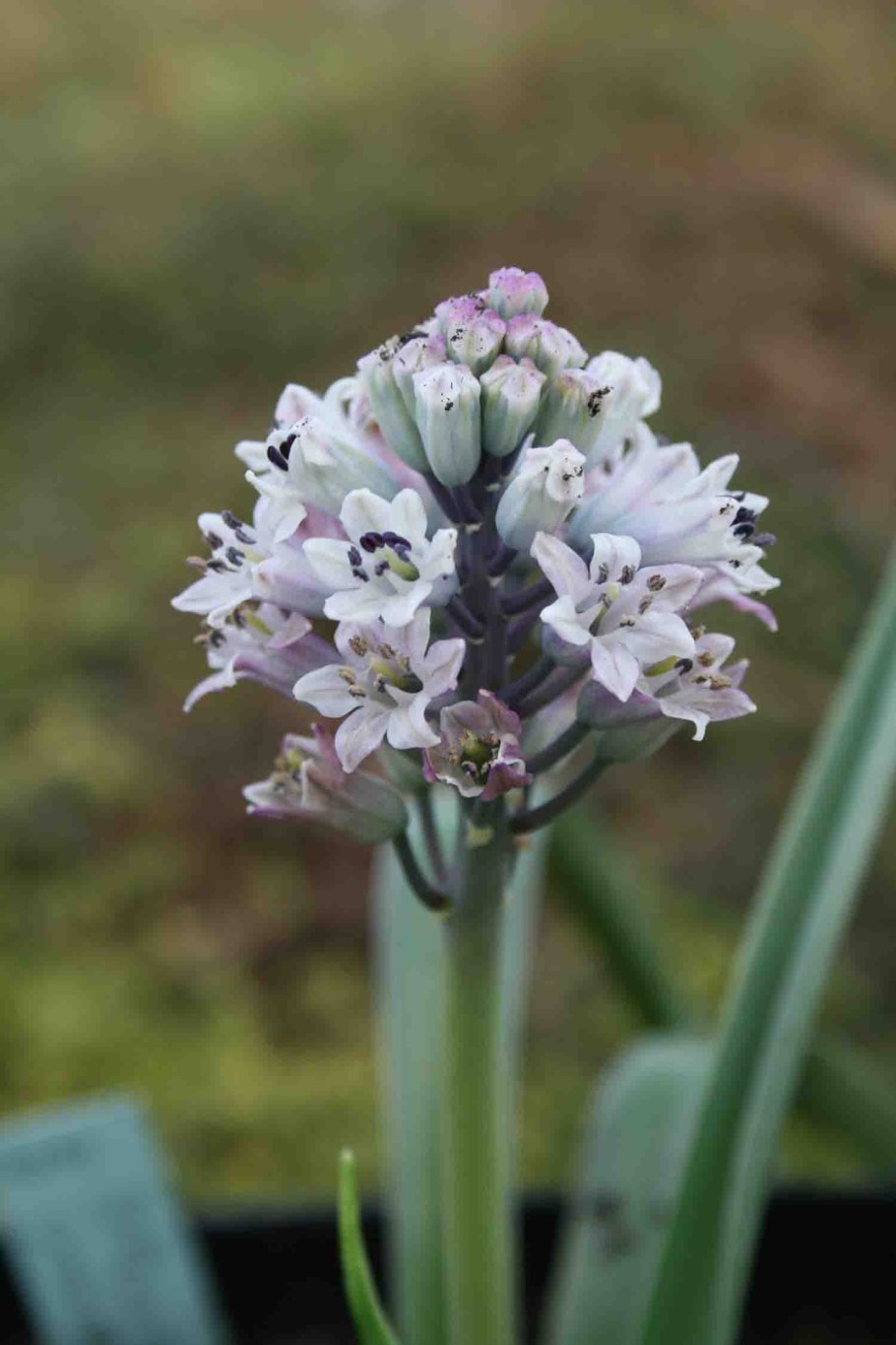 Bellevalia dubia SSP boissieri