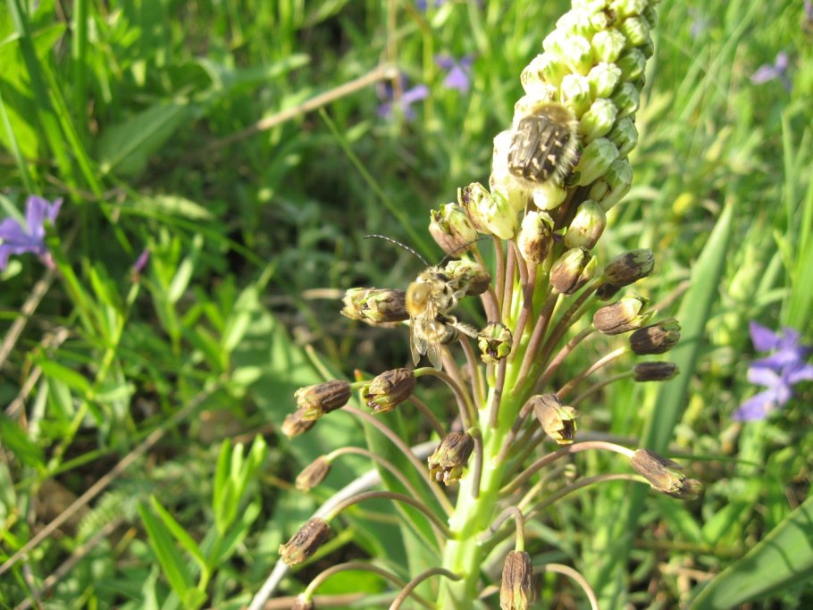 Бельвалия густоцветковая
