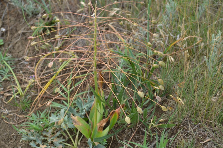 Bellevalia kurdistanica