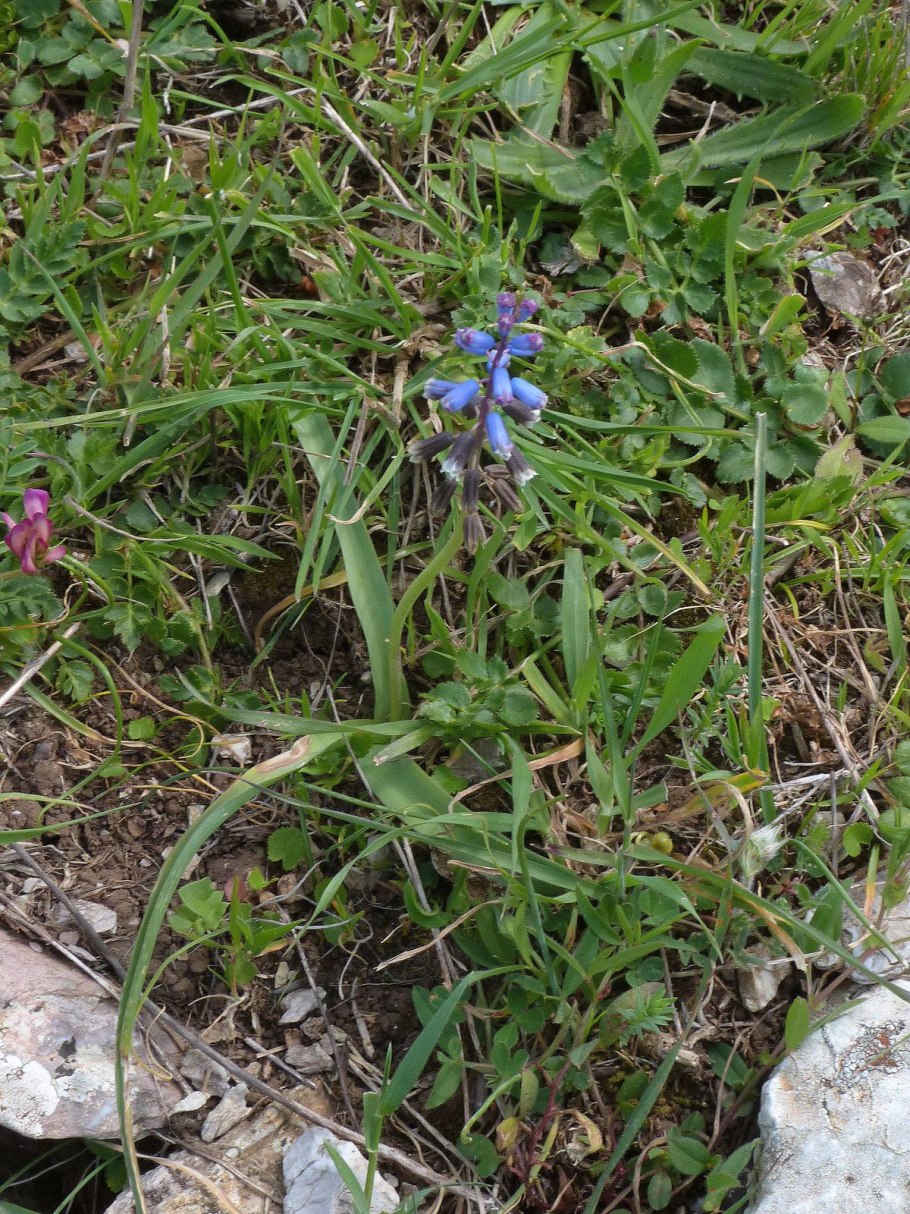 Бельвалия странная