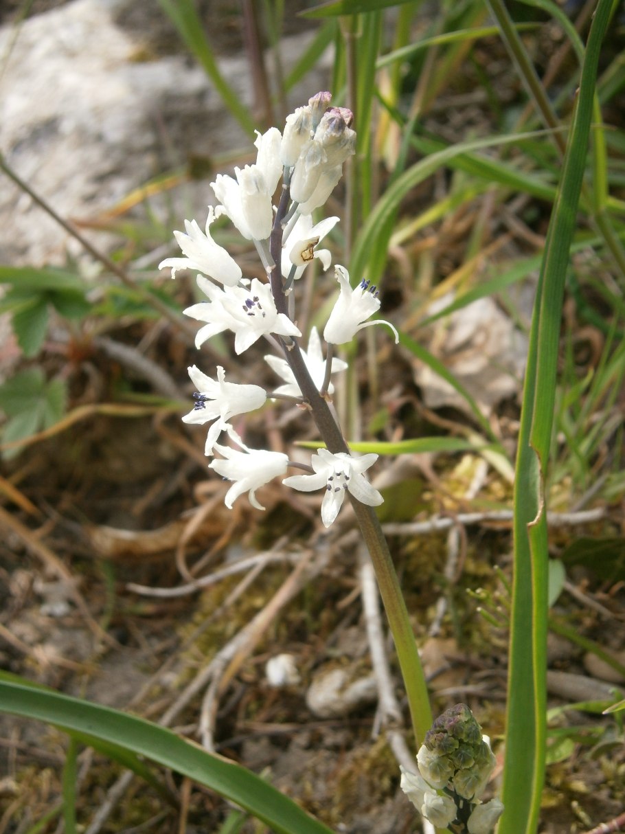 Бельвалия Сарматская