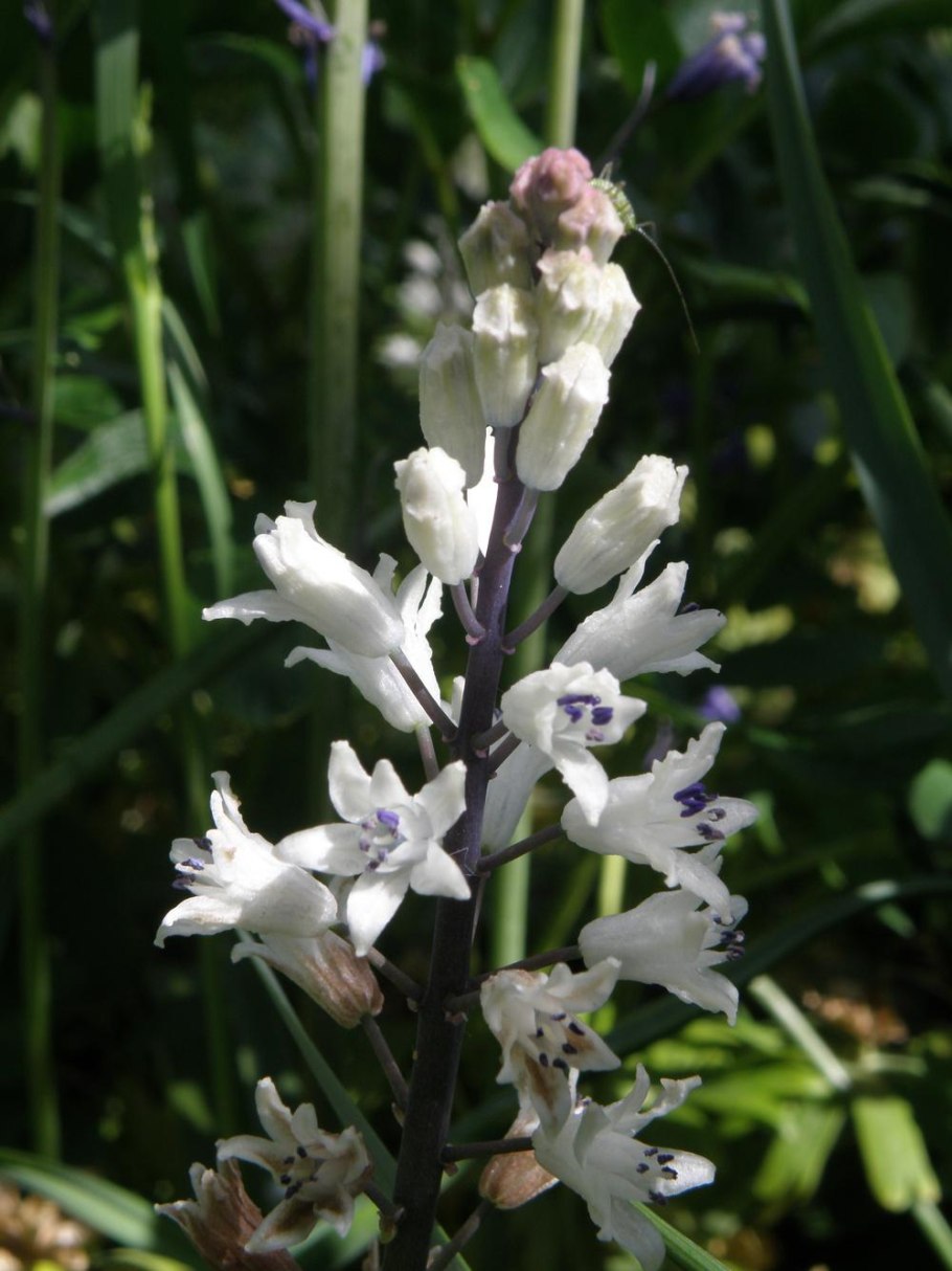 Bellevalia pycnantha