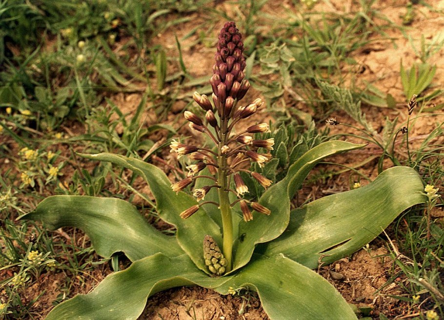 Бельвалия великолепная