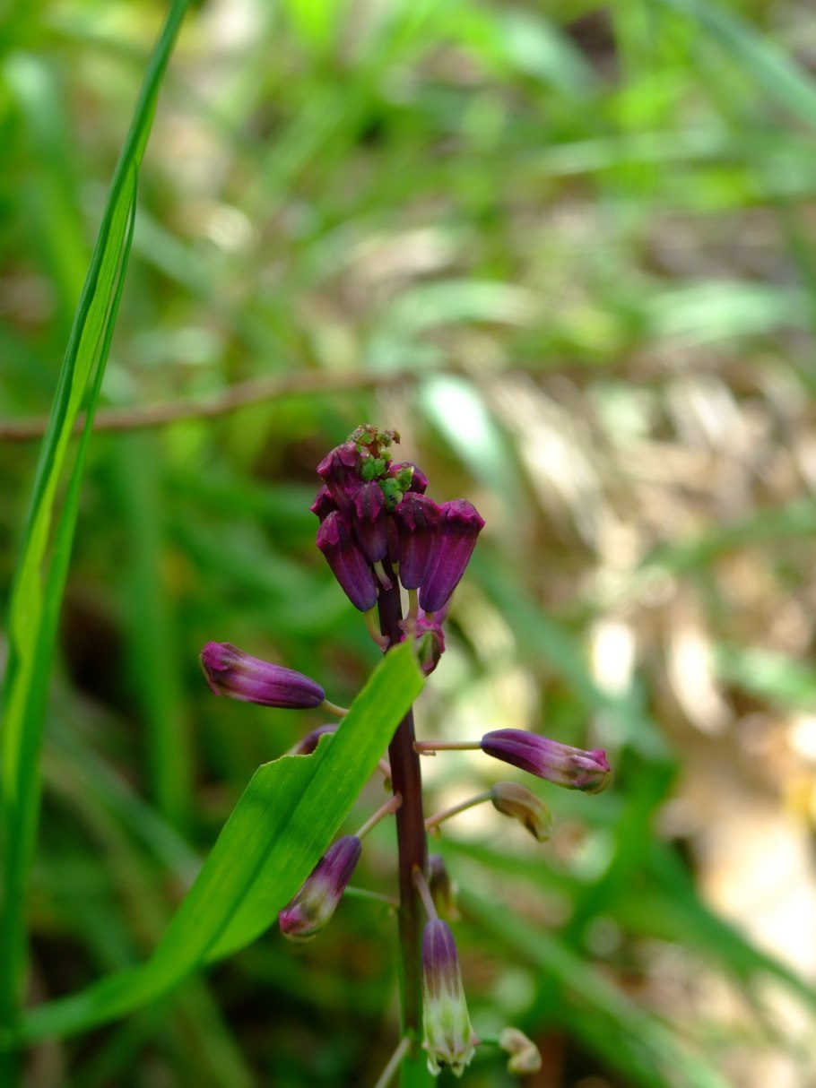 Беллевалия Сарматская в Ростовской области
