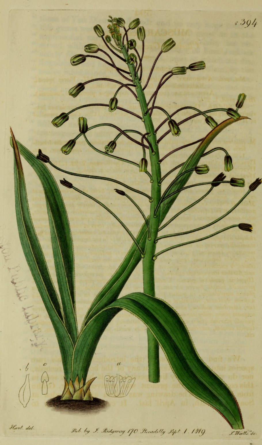 Бельвалия Сарматская отцветшая