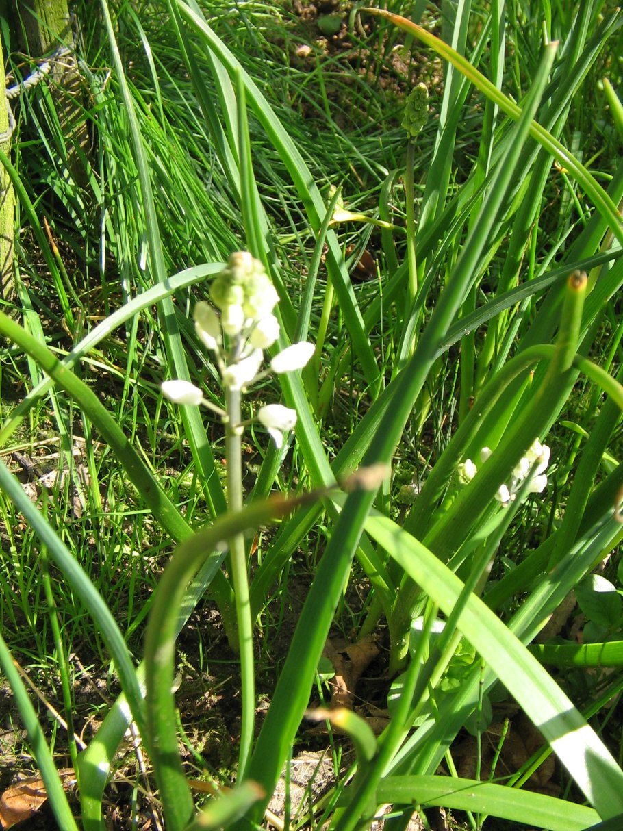 Бельвалия Сарматская