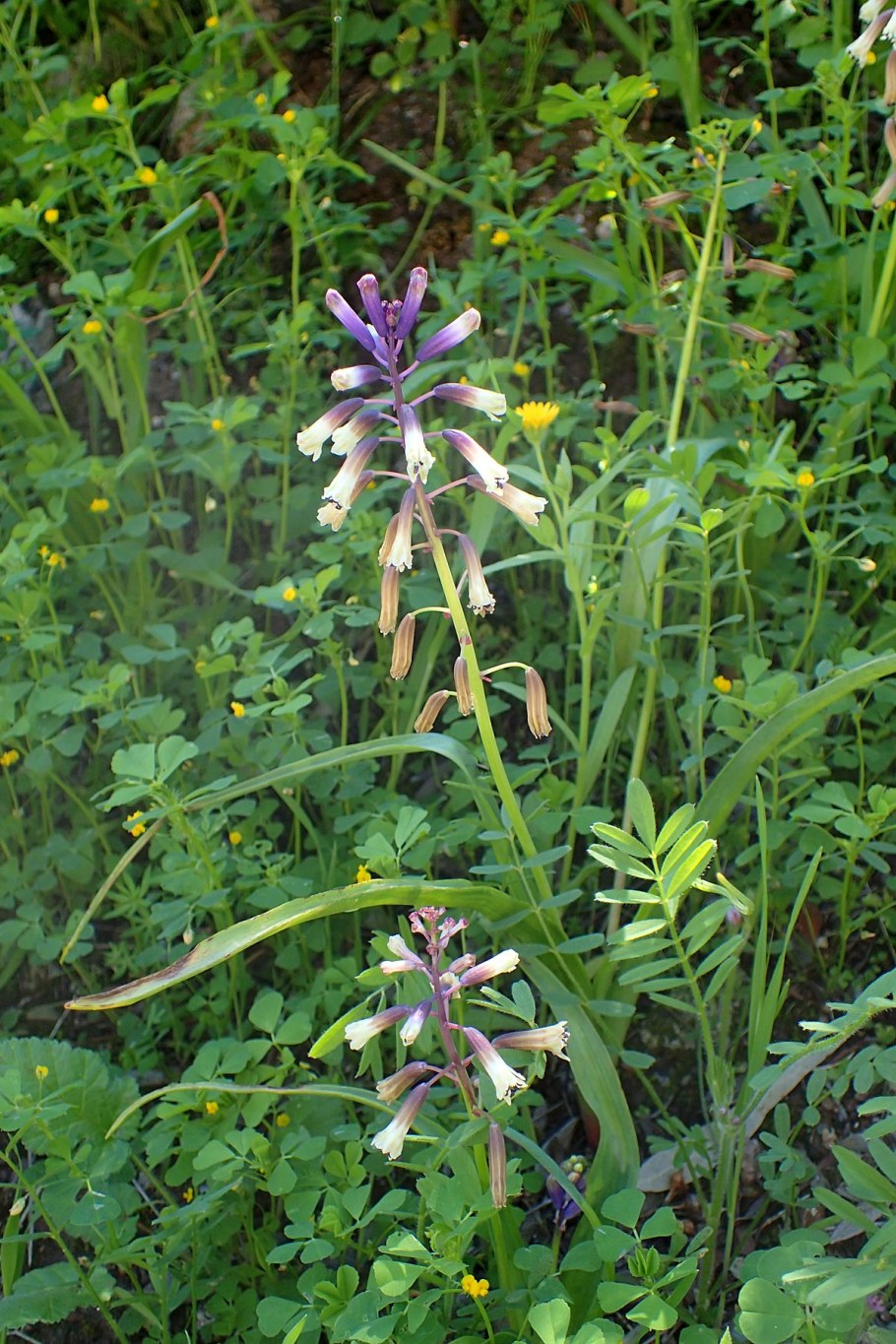 Bellevalia kurdistanica