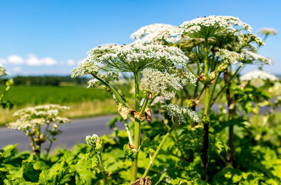 Actaea pachypoda
