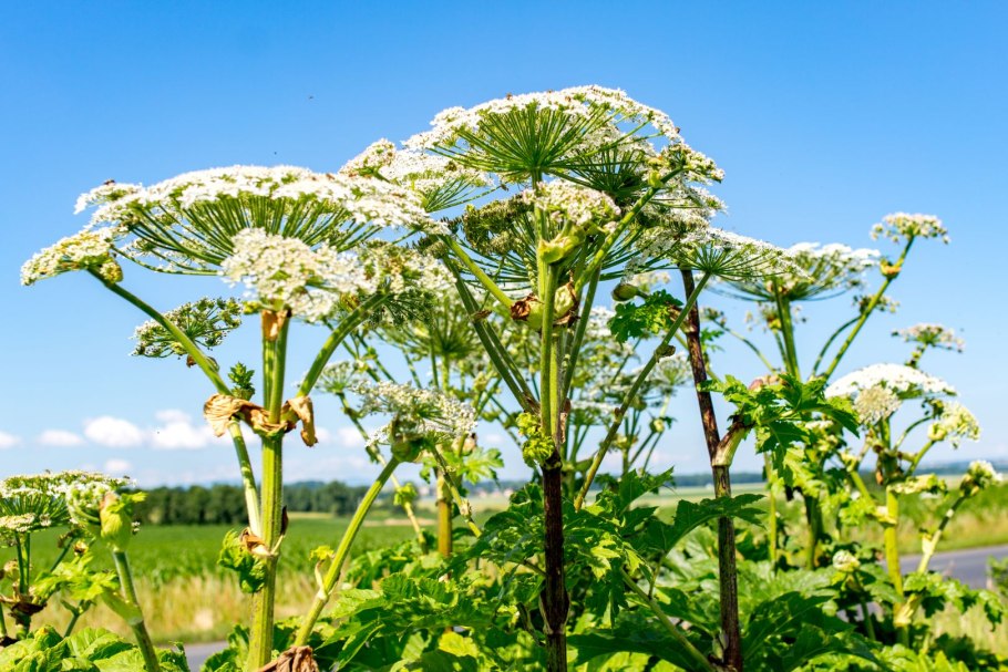 Борщевика Сосновского (Heracleum sosnowskyi)