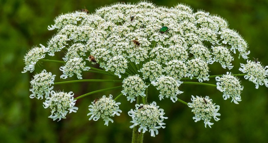 Ядовитый борщевик Сосновского