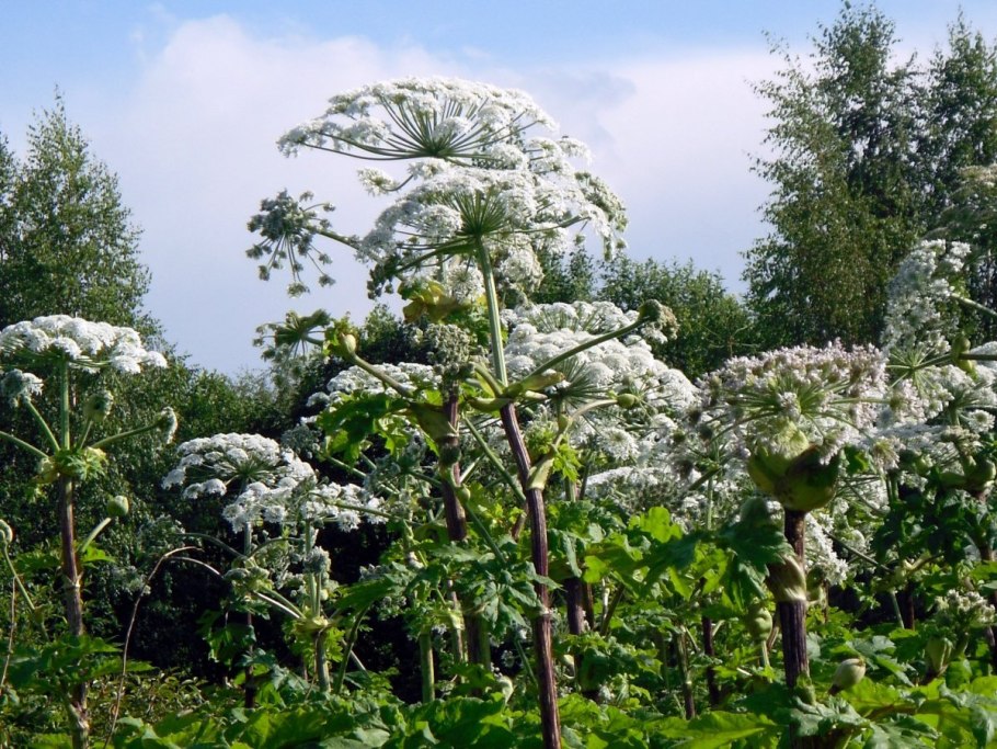 Борщевик растение