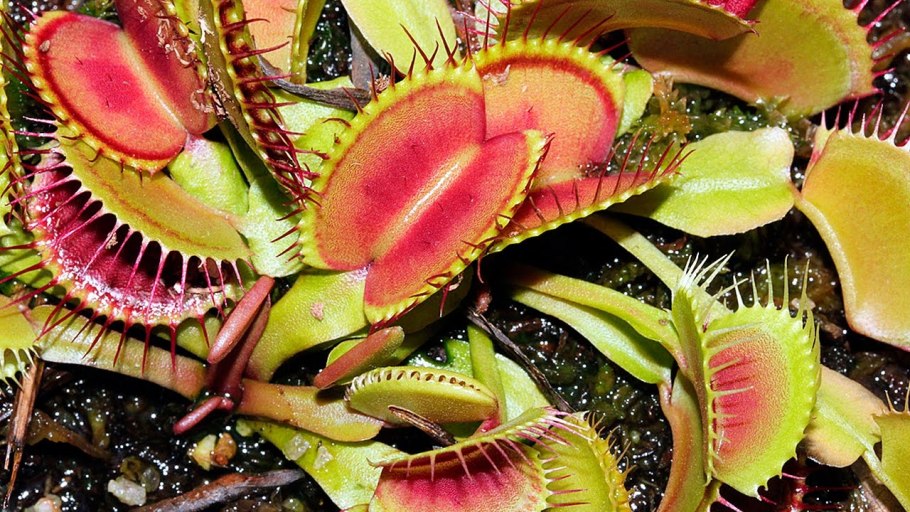 Гиднеллум Дьявольский