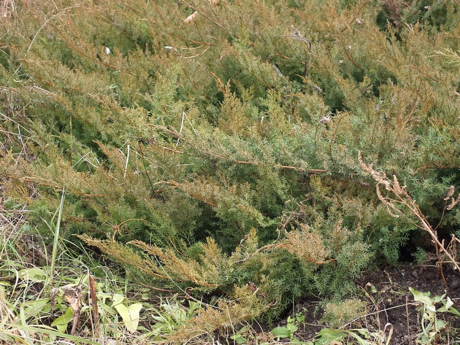 Можжевельник казацкий Даурский