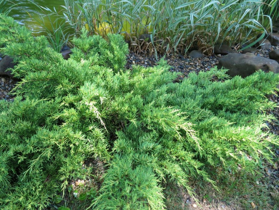 Можжевельник expansa Aureospicata