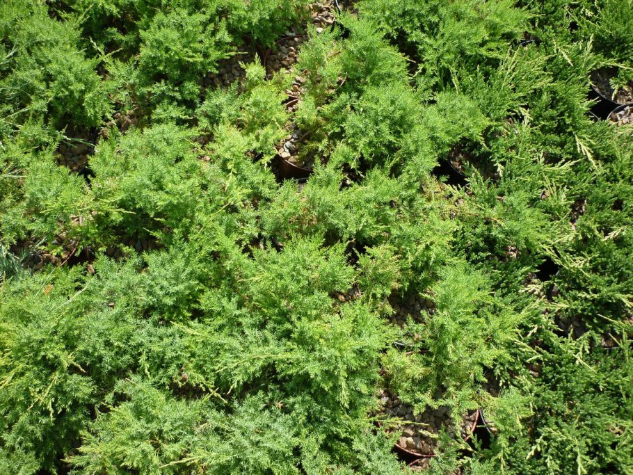 Juniperus davurica Leningrad