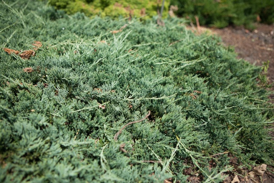 Можжевельник Тянь Шанский