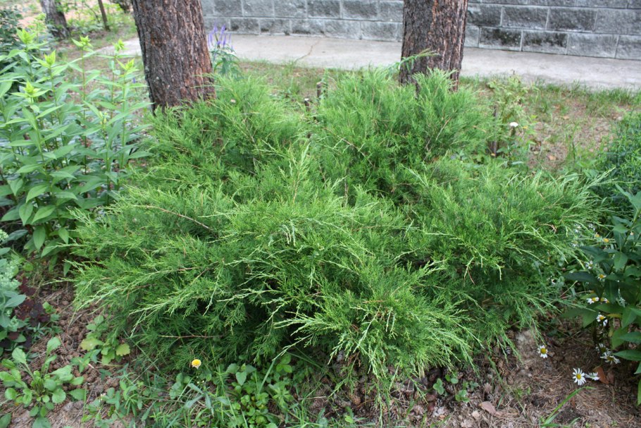 Можжевельник горизонтальный грей Перл