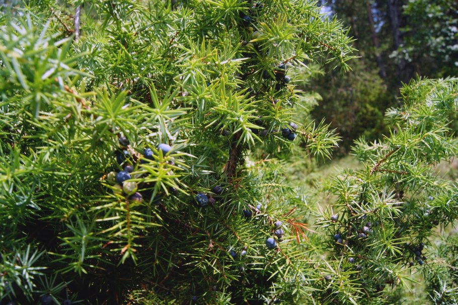 Можжевельник Даурский куст