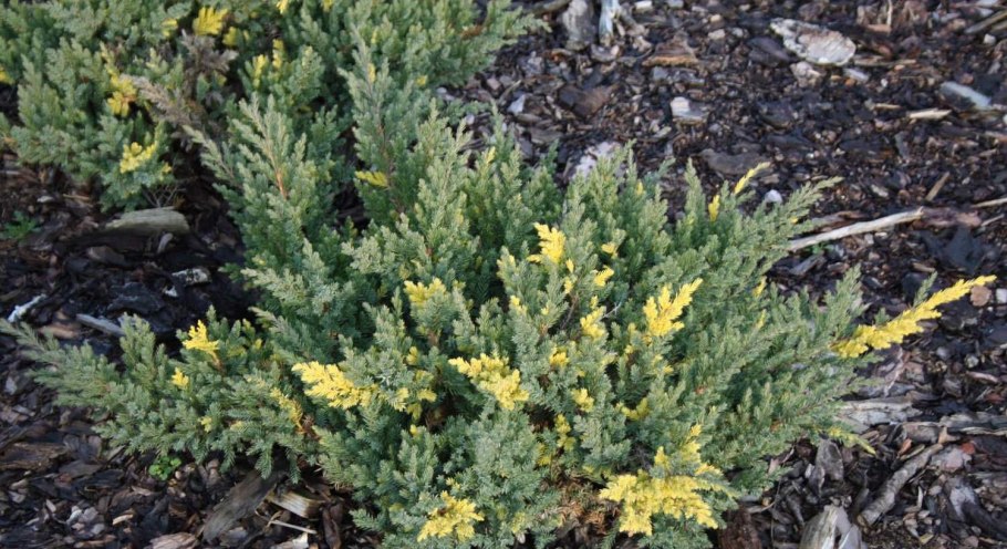 Можжевельник +Excelsa