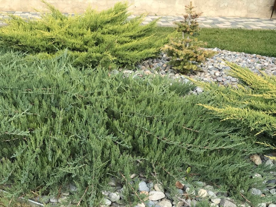 Можжевельник казацкий Жигулевский заповедник