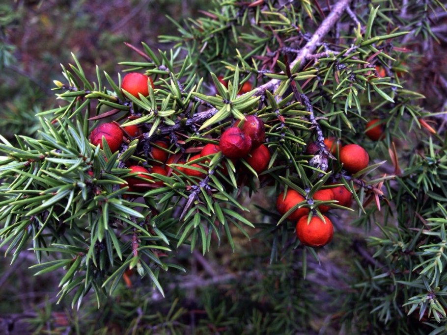 Можжевельник Даурский Ленинград