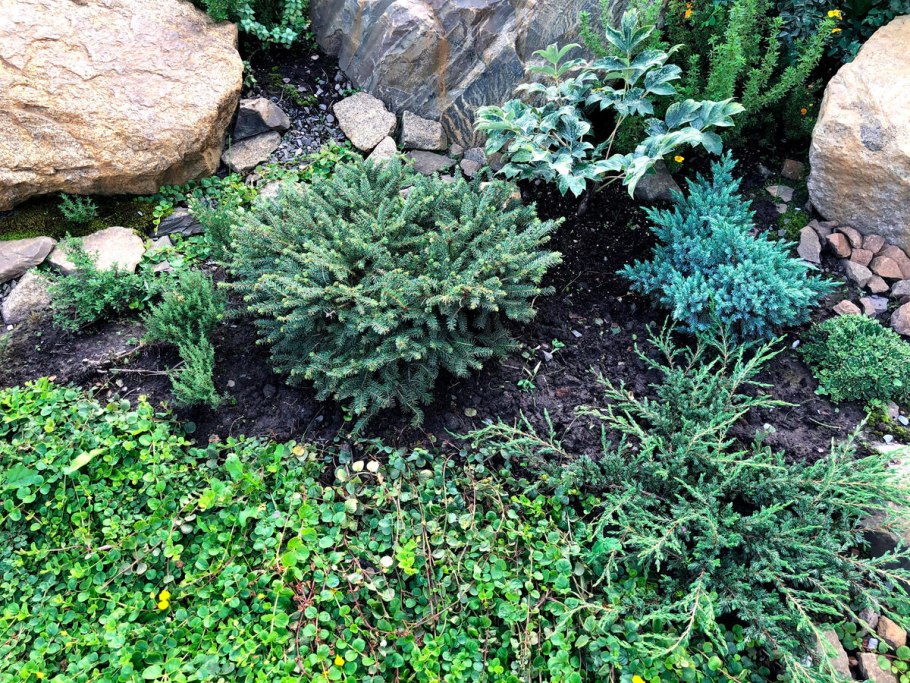 Можжевельник малый Утриш