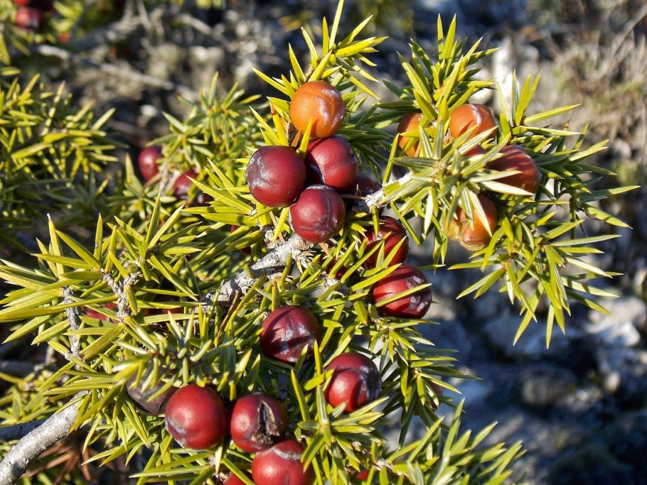 Можжевельник казацкий Broadmoor