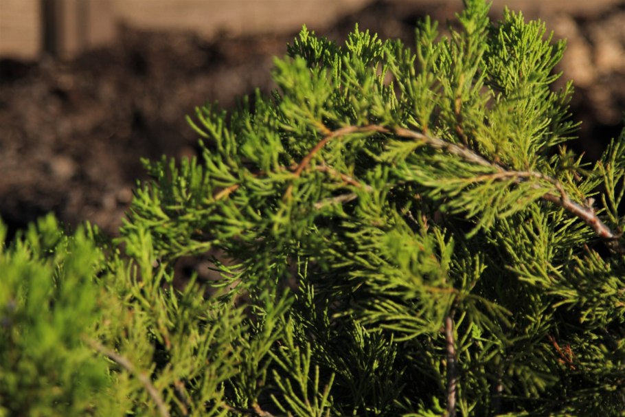 Juniperus virginiana tripartita