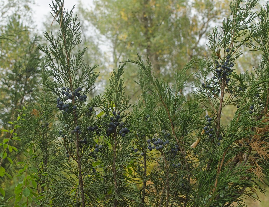 Коника казацкий можжевельник