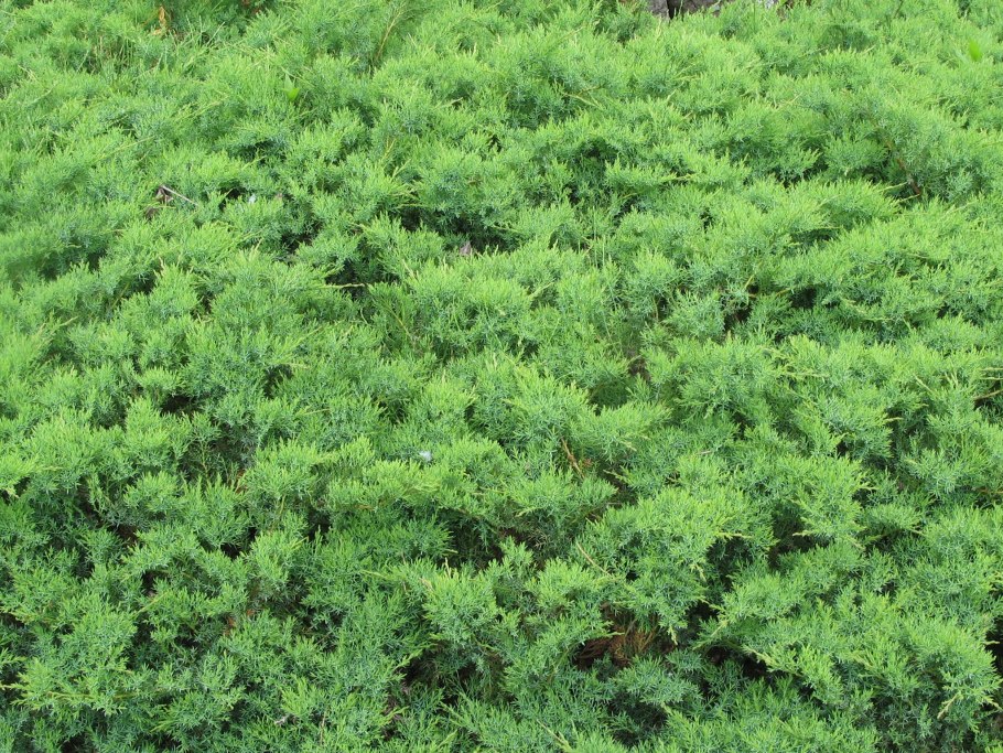 Можжевельник казацкий Даурский