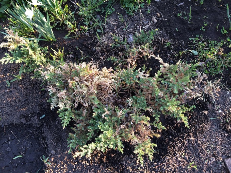 Juniperus virginiana Eastern Red Cedar