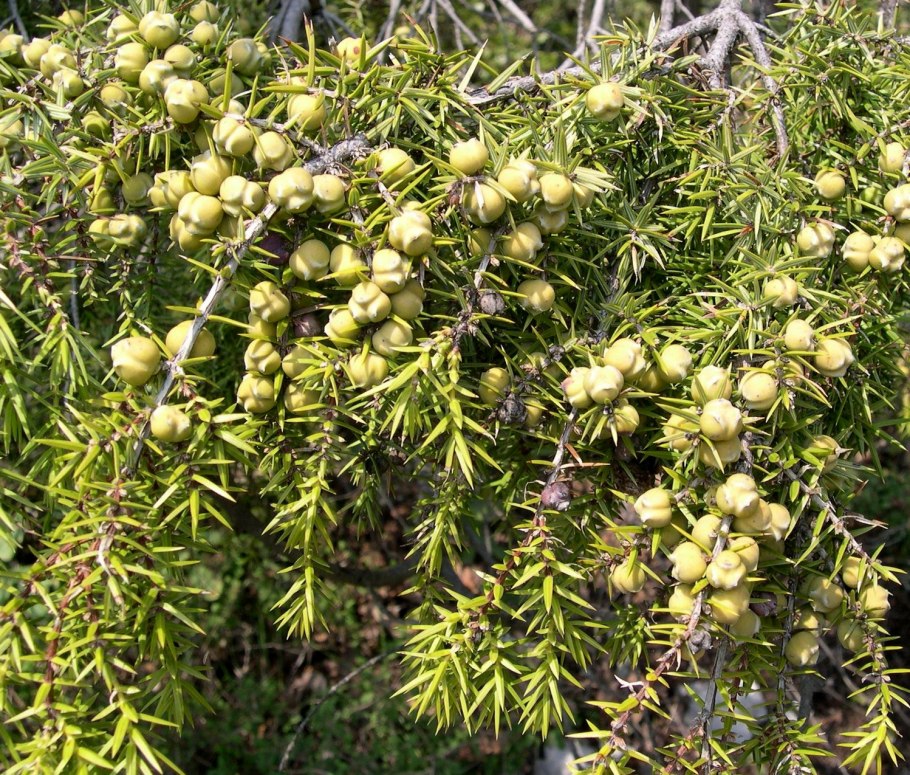 Можжевельник казацкий Femina