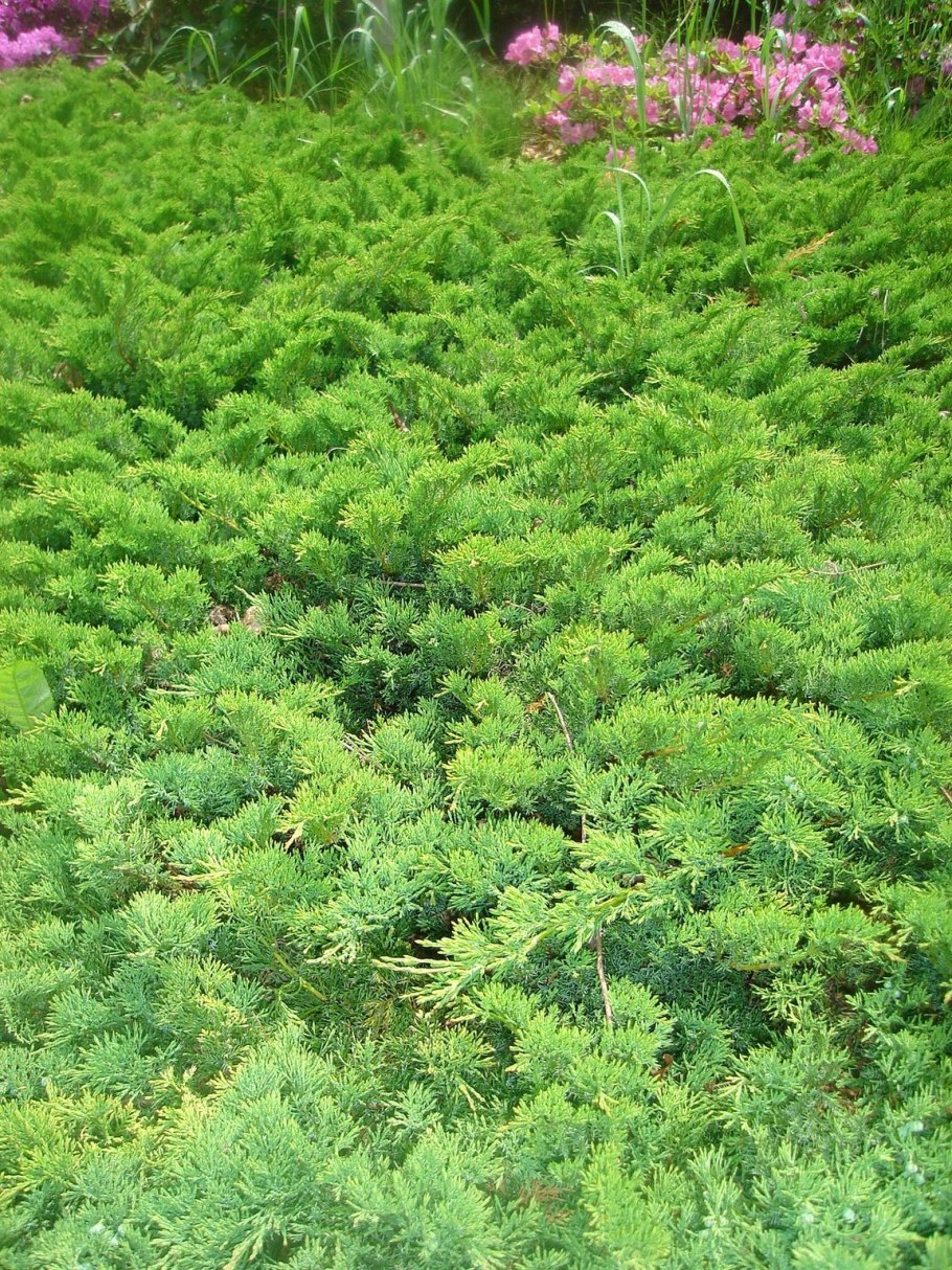 Можжевельник Юкон Бель