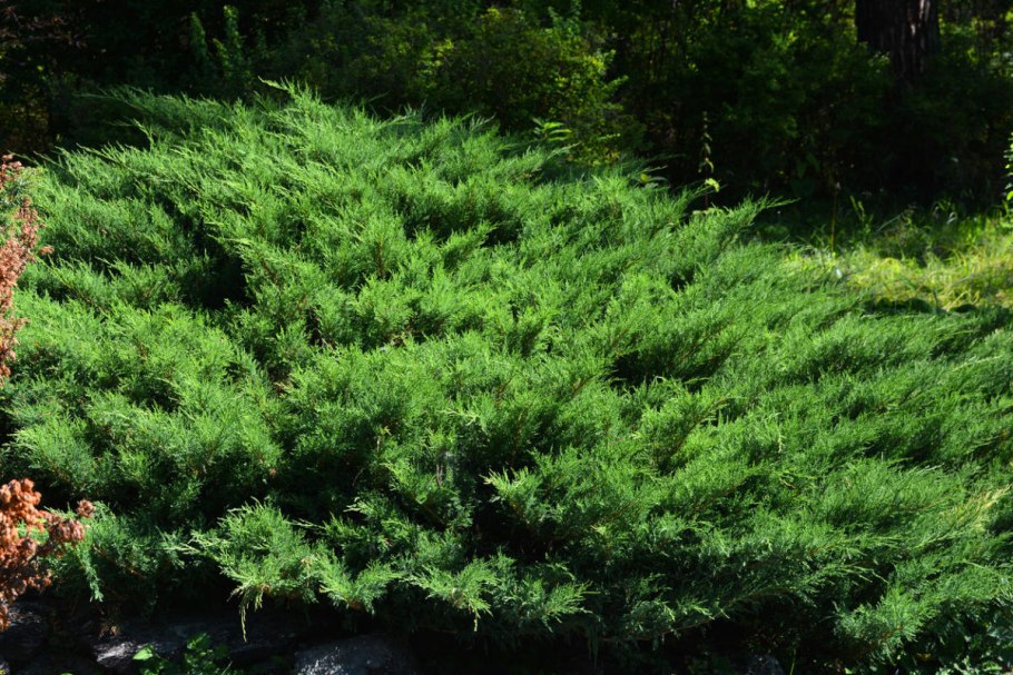 Можжевельник Даурский испанцев регата
