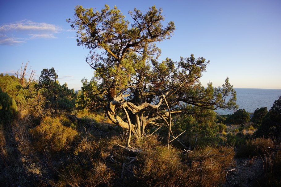 Можжевельник дельтовидный