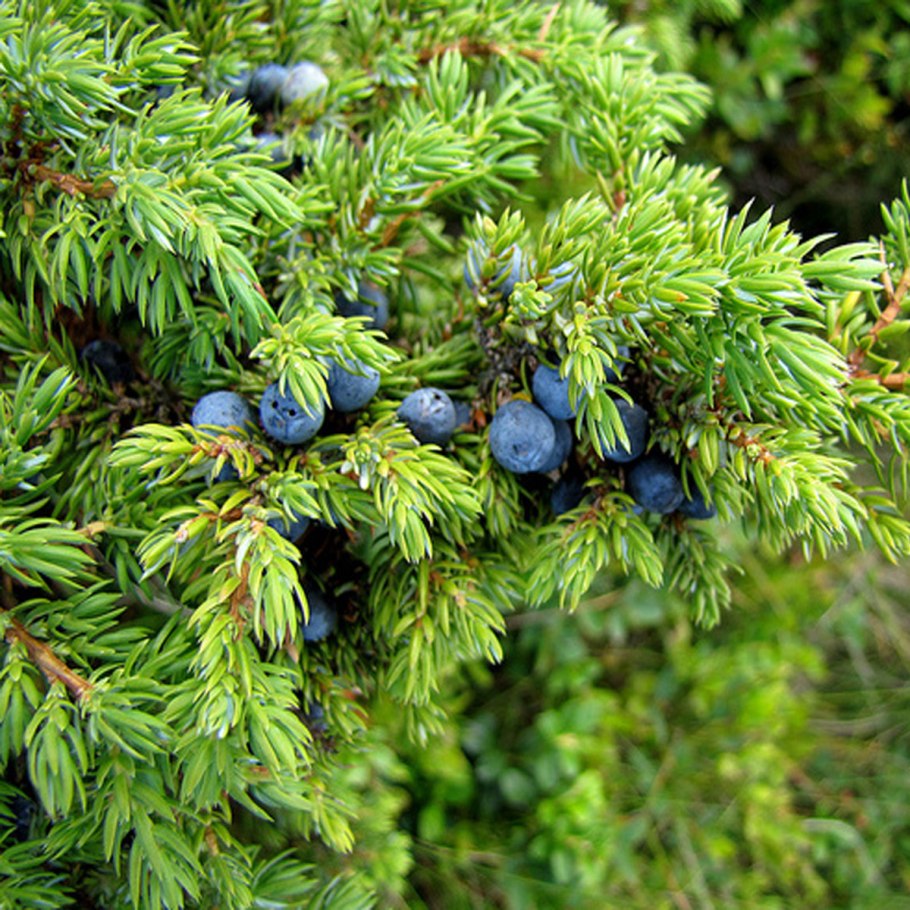 Можжевельник сибирский