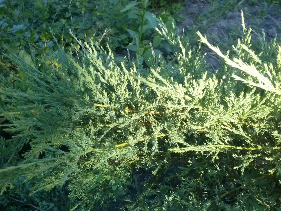 Можжевельник Велес