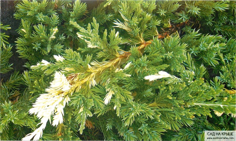 Juniperus davurica 'avasi'