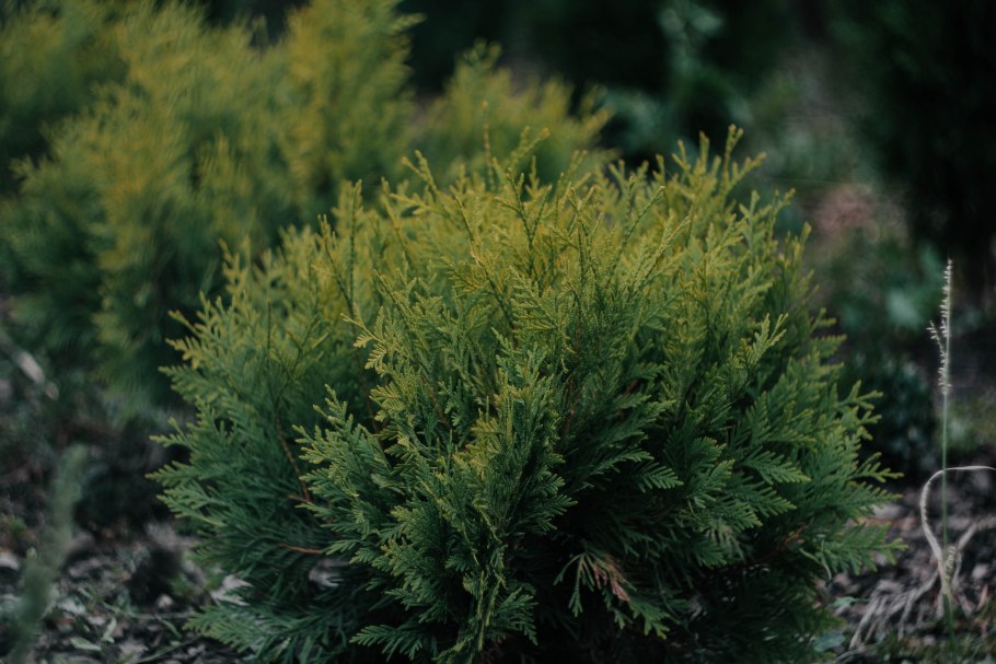 Можжевельник казацкий хвоя