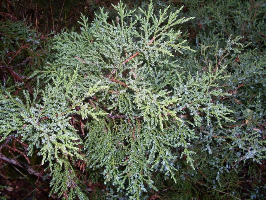 Можжевельник Даурский (Juniperus davurica)