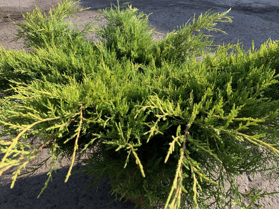 Можжевельник колючий Juniperus oxycedrus