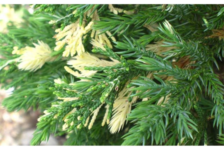 Можжевельник Даурский (Juniperus davurica)