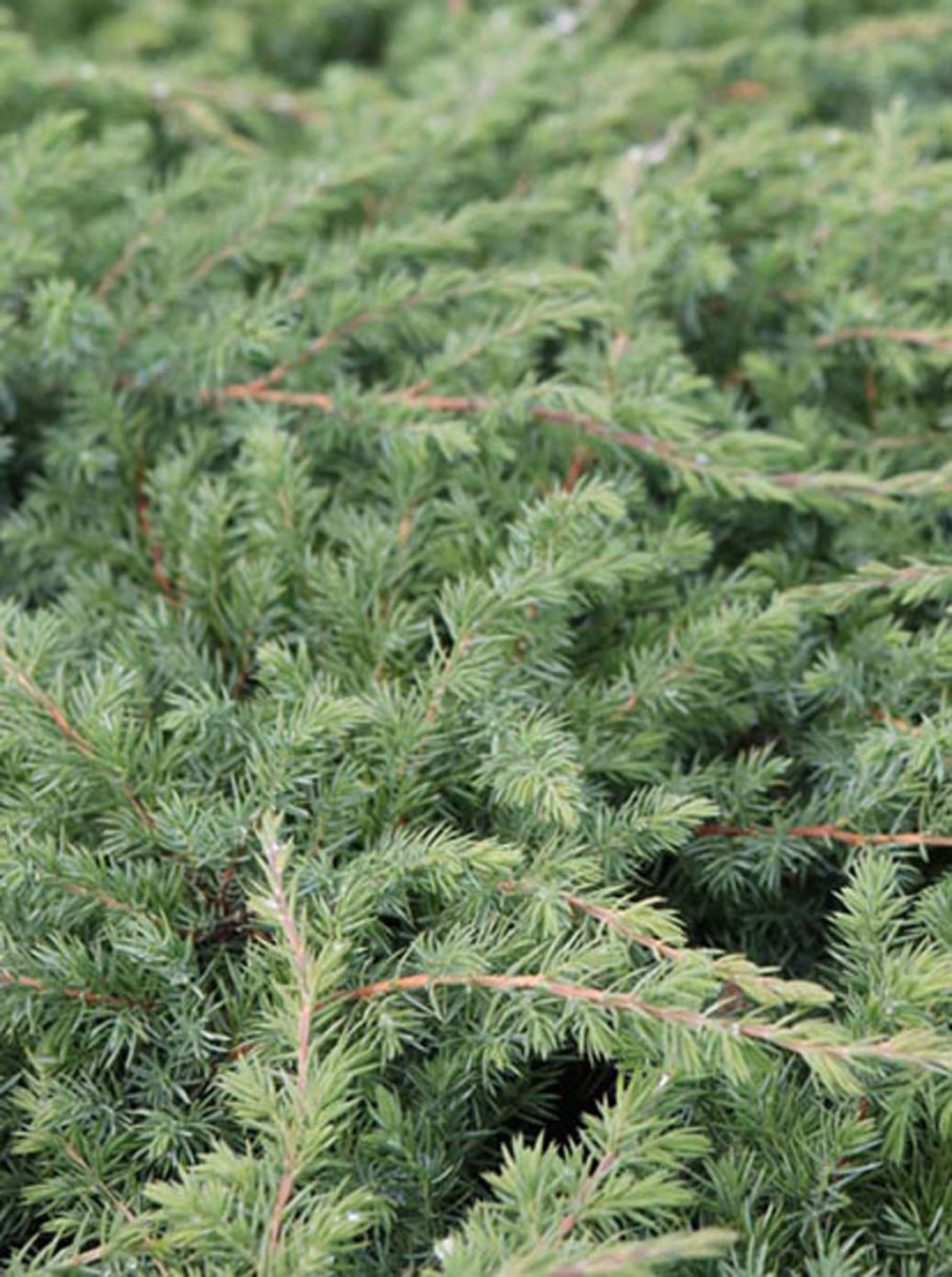 Можжевельник Даурский Leningrad