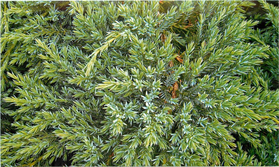 Можжевельник Даурский (Juniperus davurica)