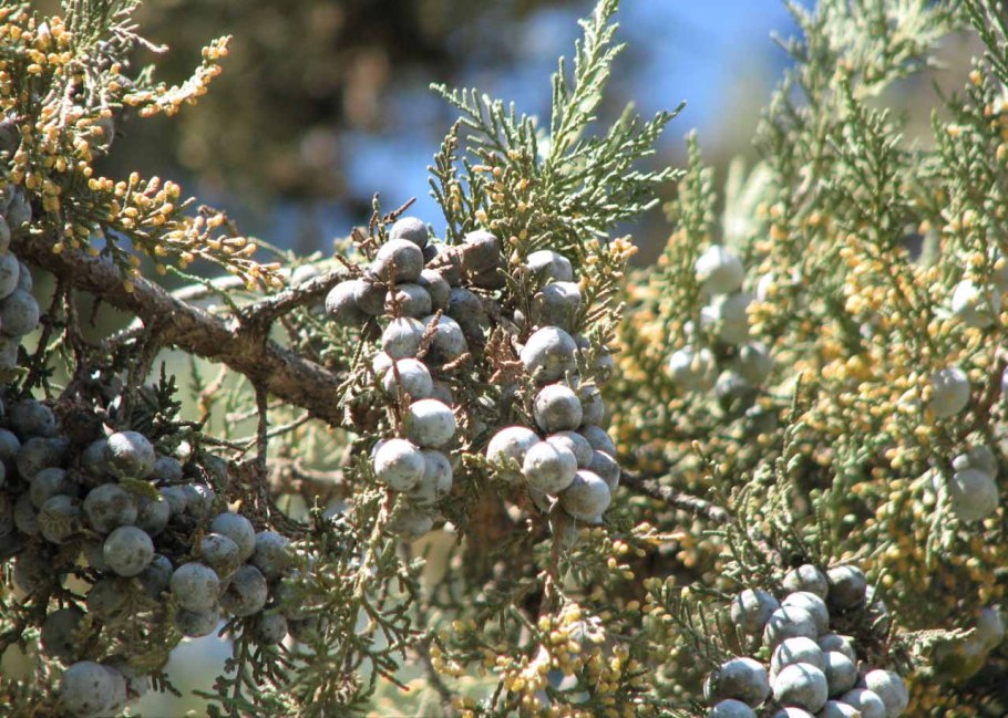 Можжевельник ложноказацкий