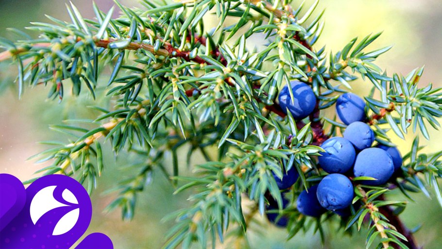 Можжевельник обыкновенный плоды