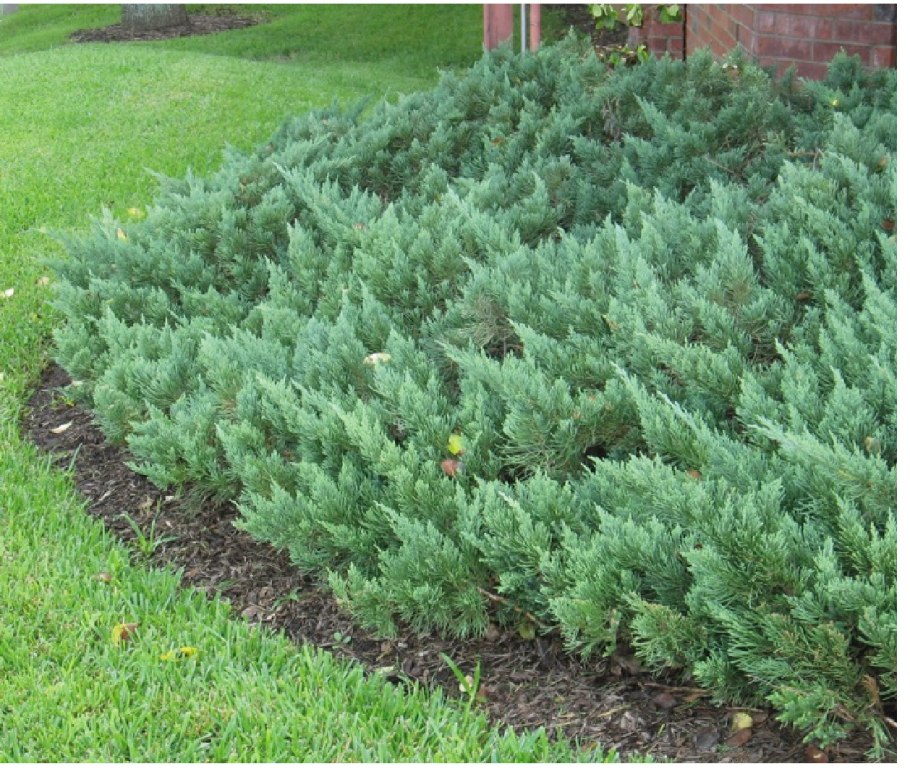 Juniperus davurica Leningrad