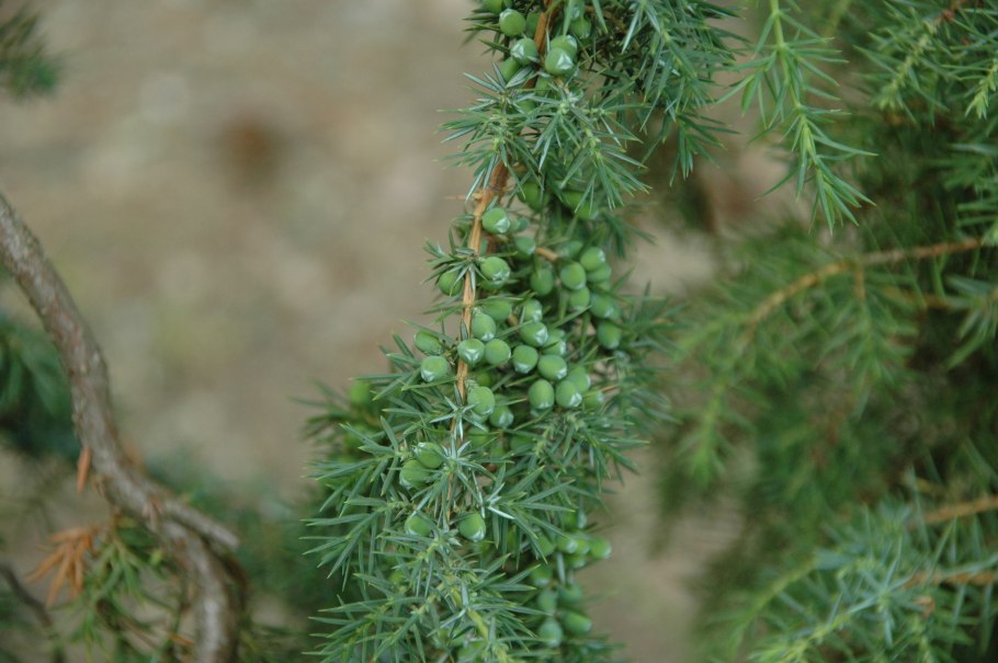 Можжевельник обыкновенный